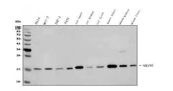Anti-NDUFB5 Antibody