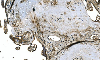 Anti-OTULIN Antibody