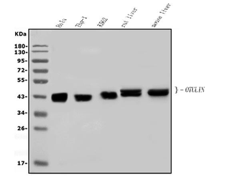 Anti-OTULIN Antibody
