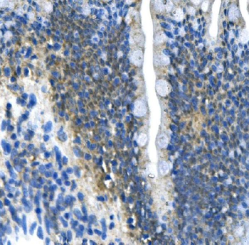 Anti-PAR4/Pawr Antibody