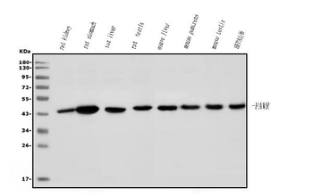 Anti-PAR4/Pawr Antibody