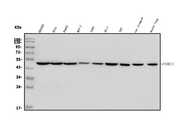 Anti-TBP-1/PSMC3 Antibody