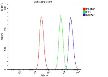 RBM47 Rabbit Polyclonal Antibody