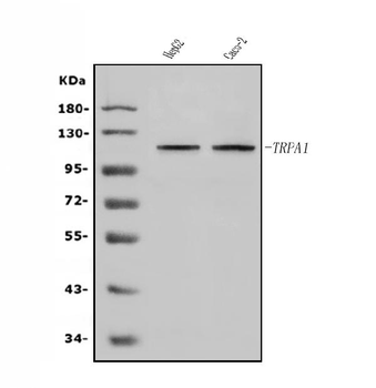 Anti-TRPA1/TSA Antibody