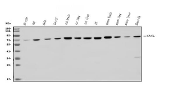 Anti-N WASP/WASL Antibody