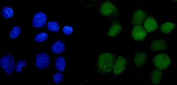 Anti-ANAPC2 Antibody