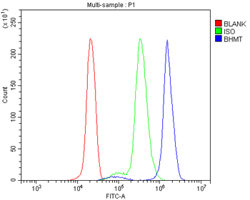 Anti-BHMT Antibody