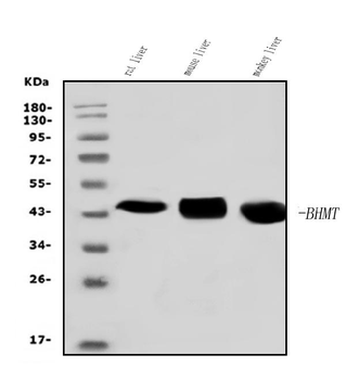Anti-BHMT Antibody