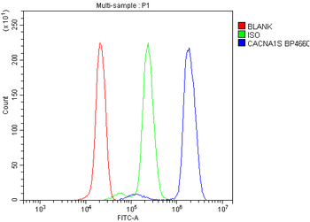Anti-CACNA1S Antibody