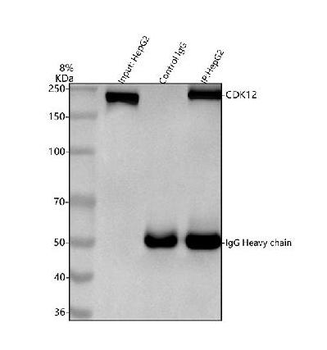 Anti-CDK12 Antibody