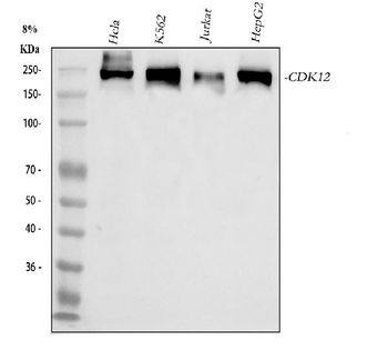 Anti-CDK12 Antibody