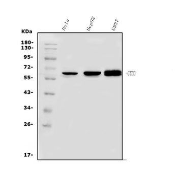 Anti-NOX2/gp91phox/CYBB Antibody