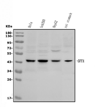 DFFA/ICAD Antibody