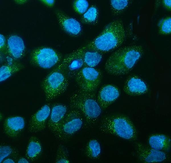 Anti-DNAJC10 Antibody