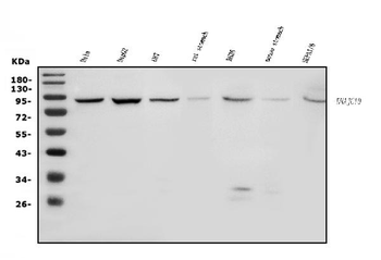 Anti-DNAJC10 Antibody