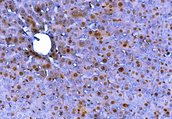 Anti-FADD Antibody