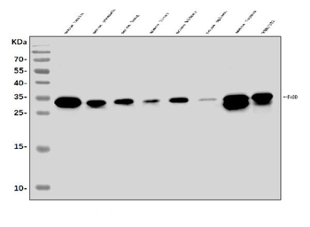 Anti-FADD Antibody