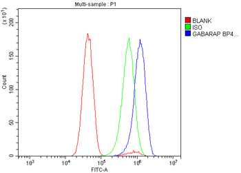 Anti-GABARAP Antibody