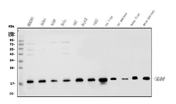 Anti-GABARAP Antibody