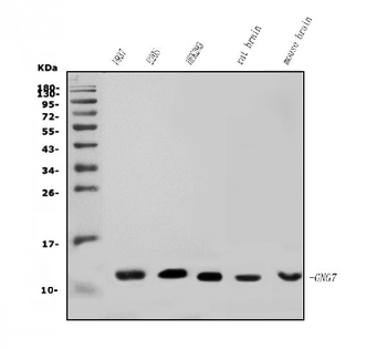 Anti-GNG7 Antibody