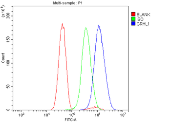 Grainyhead-like protein 1/GRHL1 Antibody