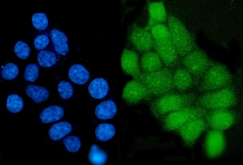 Anti-Grainyhead-like protein 1/GRHL1 Antibody