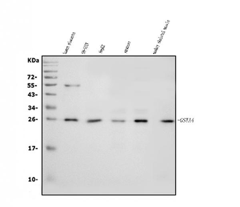 Anti-GSTA4 Antibody