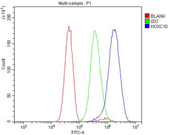 HOXC10 Antibody