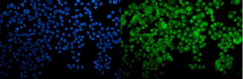 Anti-HOXC10 Antibody