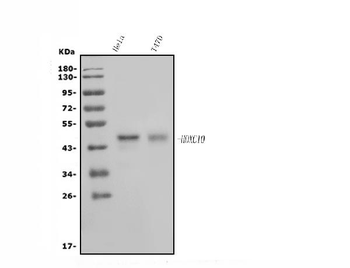 Anti-HOXC10 Antibody