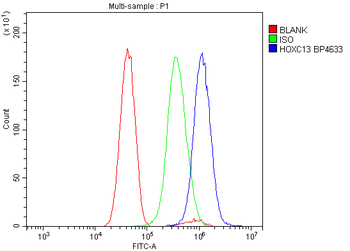 HOXC13 Antibody