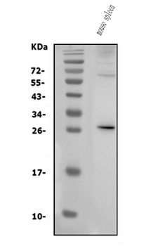 Anti-IL3 Antibody