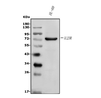 Anti-IL23 Receptor/IL23R Antibody