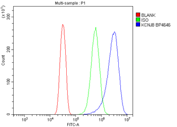 Kir6.1/KCNJ8 Antibody