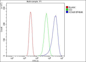Kir6.1/KCNJ8 Antibody