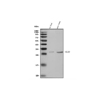 Klrd1/CD94 Rabbit Polyclonal Antibody