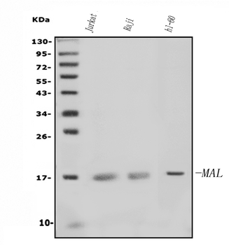 MAL Rabbit Polyclonal Antibody