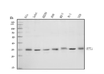 Anti-METTL1 Antibody