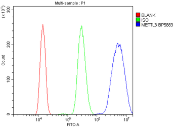 METTL3 Antibody