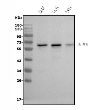 Anti-METTL14 Antibody