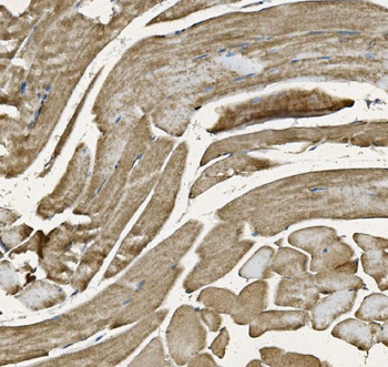 Anti-NDUFB10 Antibody