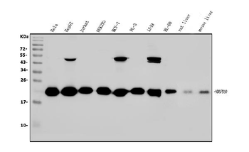Anti-NDUFB10 Antibody