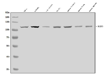CIAS1/NALP3/NLRP3 Antibody