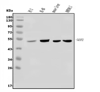 Anti-LXR beta/NER/NR1H2 Antibody