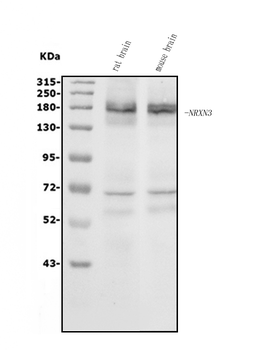 Anti-NRXN3 Antibody