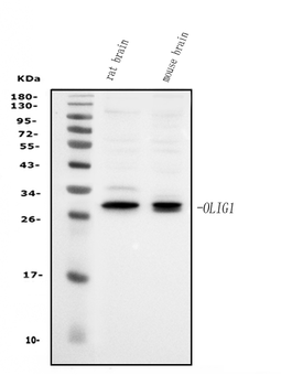 Anti-Olig1 Antibody