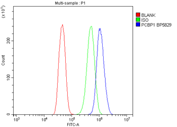 Anti-PCBP1 Antibody