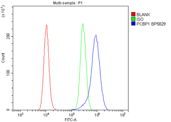 Anti-PCBP1 Antibody