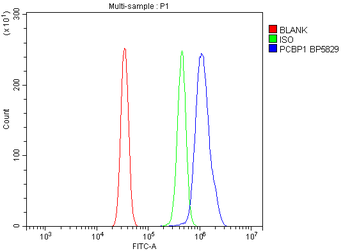 Anti-PCBP1 Antibody