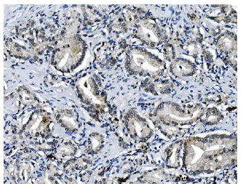 Anti-PCBP1 Antibody